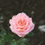 pink carnation flower